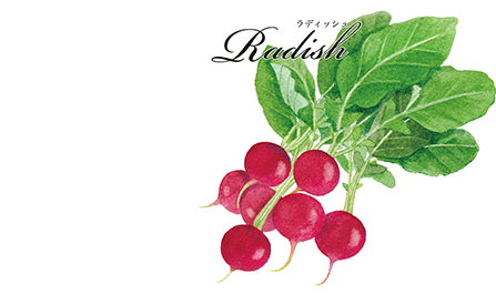 野菜の種 ラディッシュ