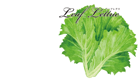野菜の種 リーフレタス