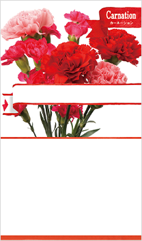 カーネーション