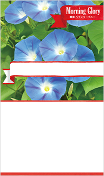 朝顔 ヘブンリーブルー