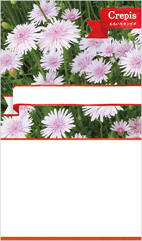 ももいろタンポポ