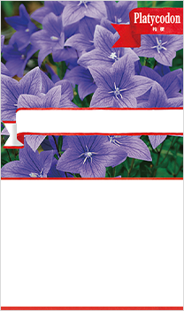 桔梗(キキョウ)