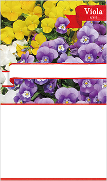 ビオラ