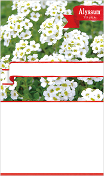 アリッサム