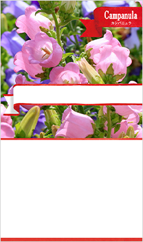 カンパニュラ