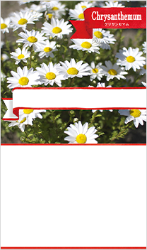 クリサンセマム