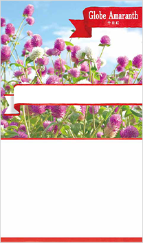 千日紅(センニチコウ)