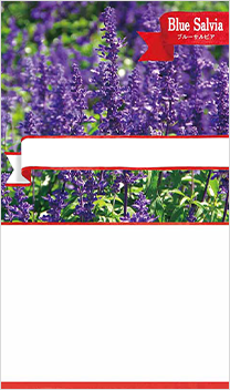 ブルーサルビア
