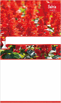 サルビア