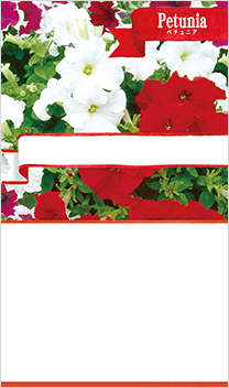 ペチュニア