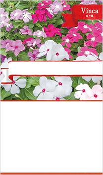 日々草(ニチニチソウ)