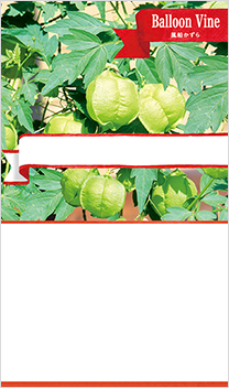 風船かずら
