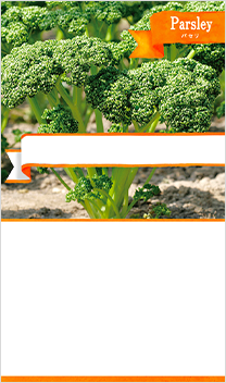 パセリ