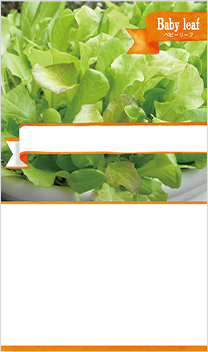 ベビーリーフ