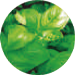 バジル (Basil)