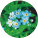 わすれな草 (Forget me not)