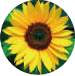 ひまわり (Sunflower)