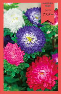アスター