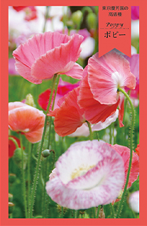 ポピー