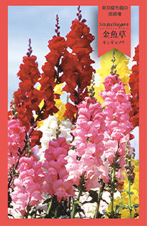 金魚草
