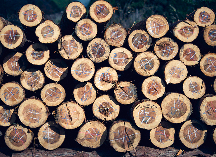 杉 五片口箸 (26cm) 吉野