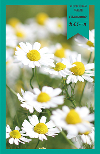 カモミール