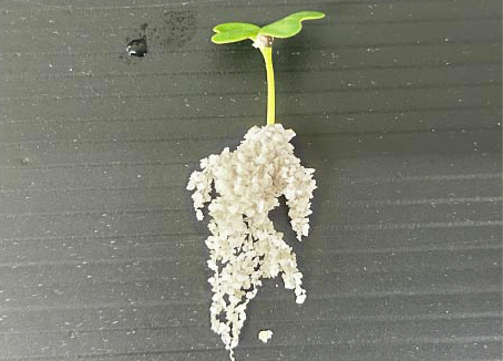 ピュアグロウ 水耕栽培専用の無機質培地 (HBG-01)