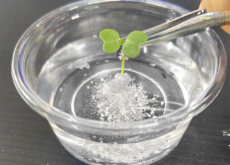 ピュアグロウ 水耕栽培専用の無機質培地 (HBG-01)