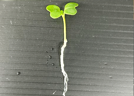 ピュアグロウ 水耕栽培専用の無機質培地 (HBG-01)