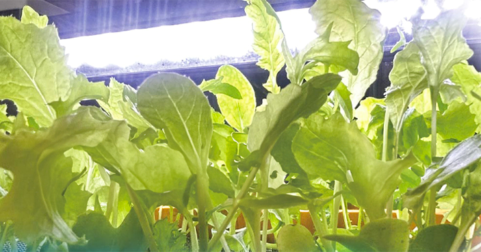 ピュアグロウ 水耕栽培専用の無機質培地 (HBG-01)