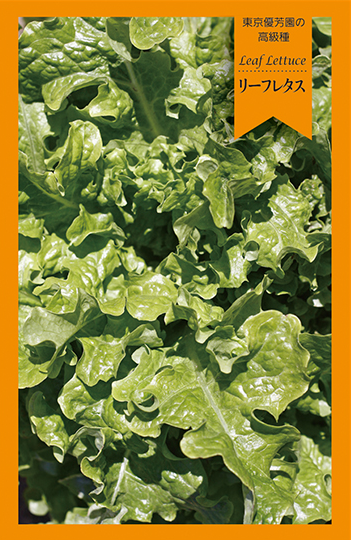 リーフレタス