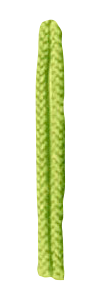 キミドリ